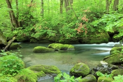 新緑の奥入瀬渓流　3