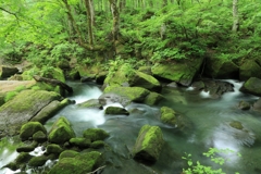 新緑の奥入瀬渓流　4