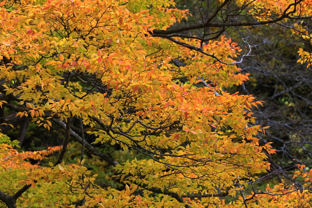十和田湖の紅葉　1