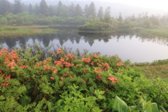 八甲田　睡蓮沼の朝　