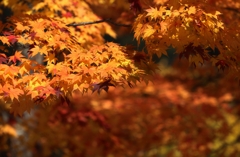 秋の彩り　2
