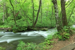新緑の奥入瀬渓流　8