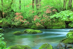 新緑の奥入瀬渓流