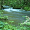奥入瀬渓流　4