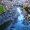 弘前公園　朝　２