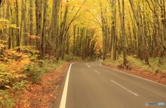 秋の八甲田ルート 秋の八甲田ルート