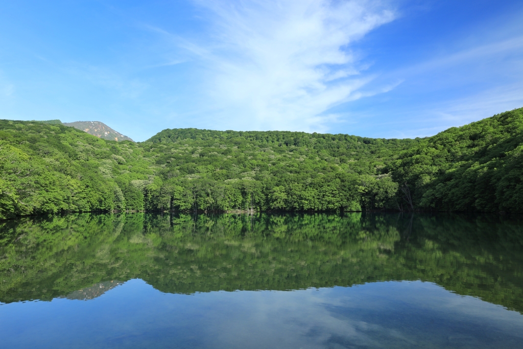 新緑の蔦沼