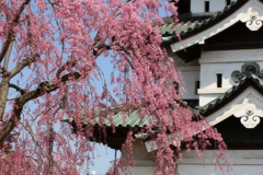 弘前城と桜　３