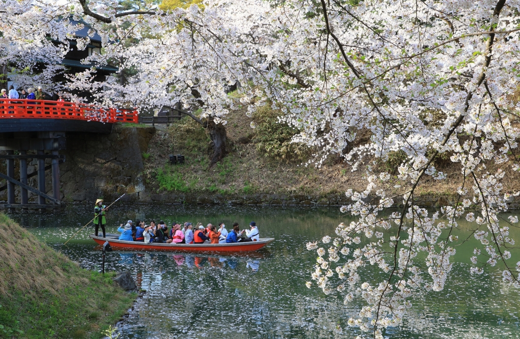 弘前の桜　