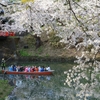 弘前の桜　