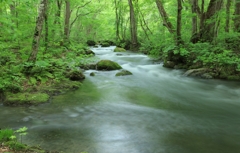 新緑の奥入瀬渓流　6