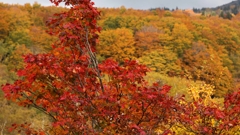 酸ヶ湯温泉　紅葉