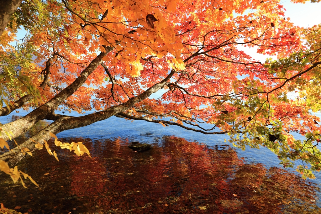 湖畔の紅葉　3