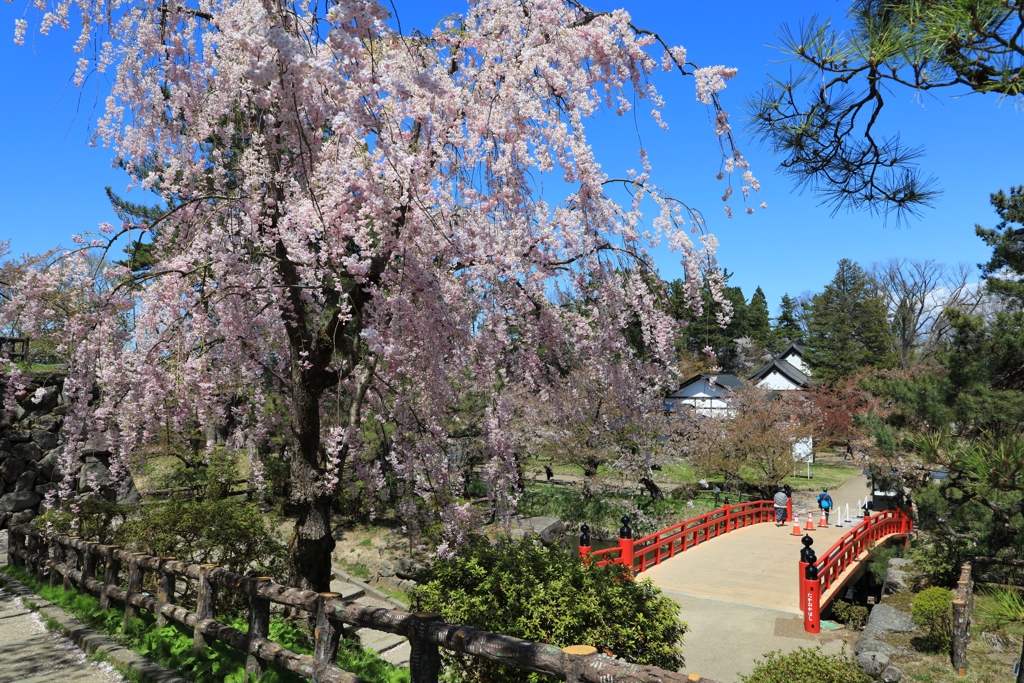 弘前公園　鷹丘橋付近