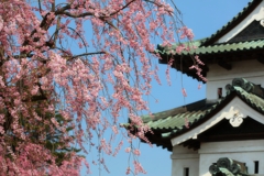 弘前城と桜　１