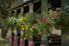 何の花？