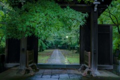 濡れた緑は美しい