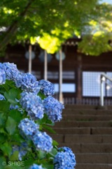 紫陽花とお寺