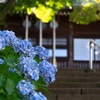 紫陽花とお寺
