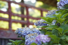 赤橋と紫陽花