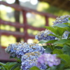 赤橋と紫陽花