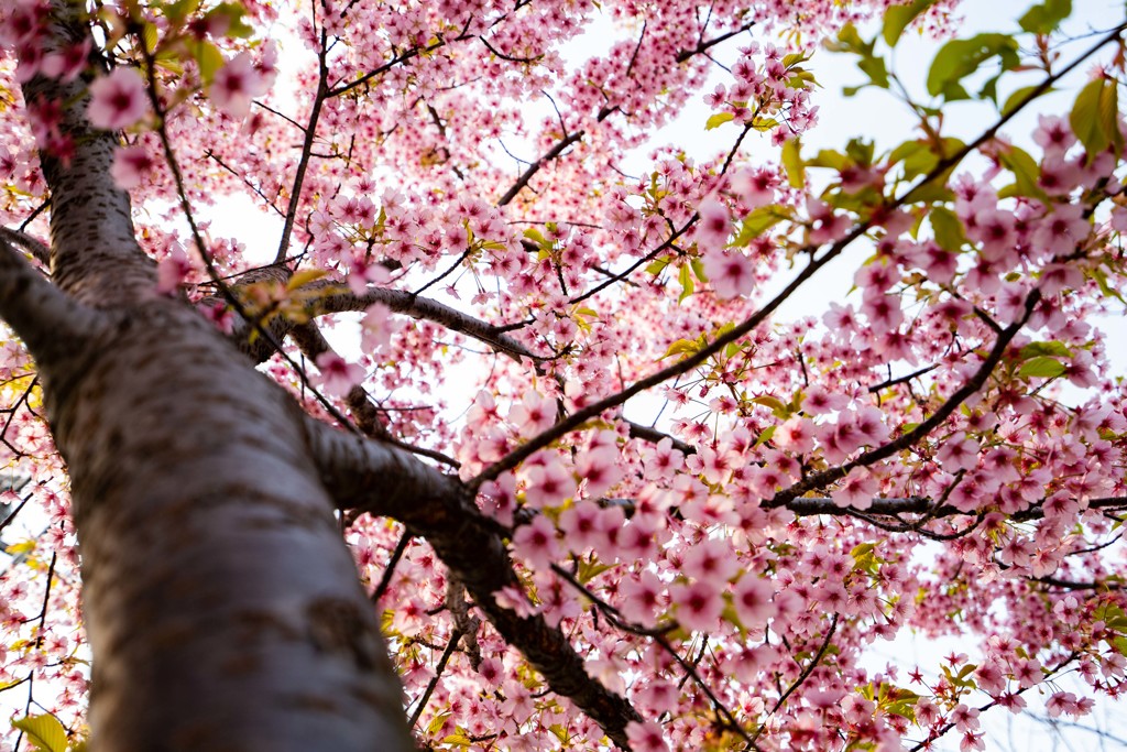 桜咲く