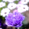 路傍の花・・・