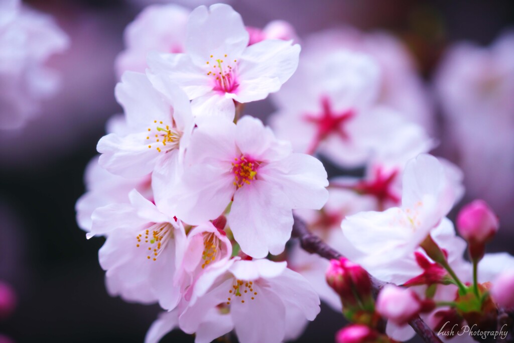 桜・・・
