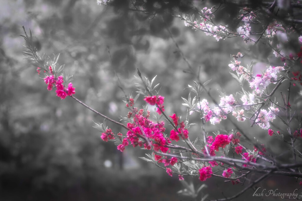 路傍の花・・・・