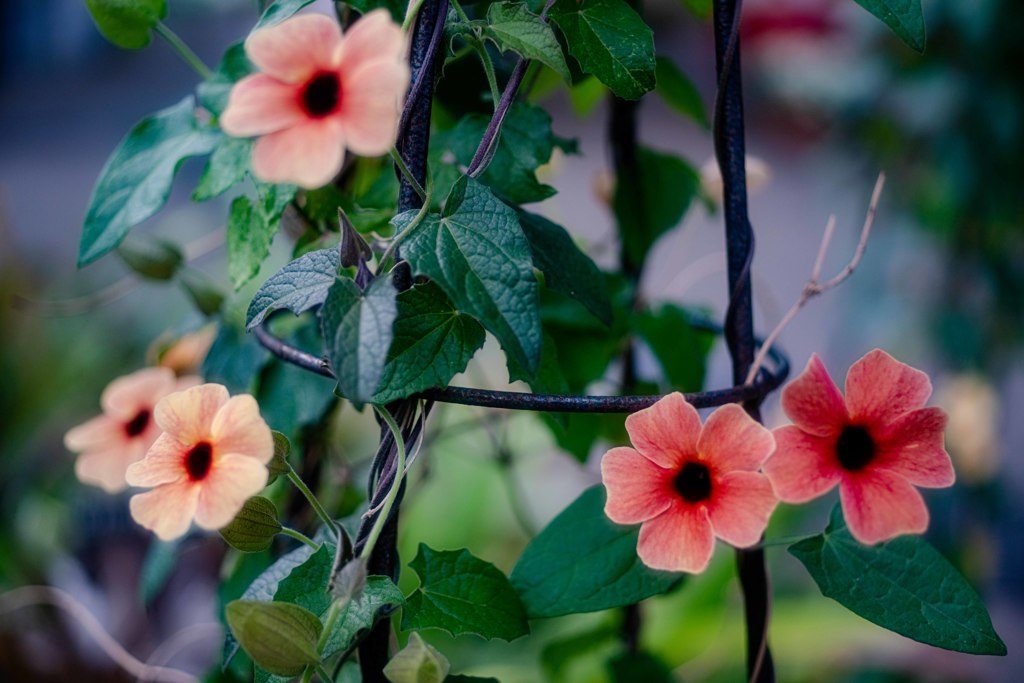 路傍の花・・・・