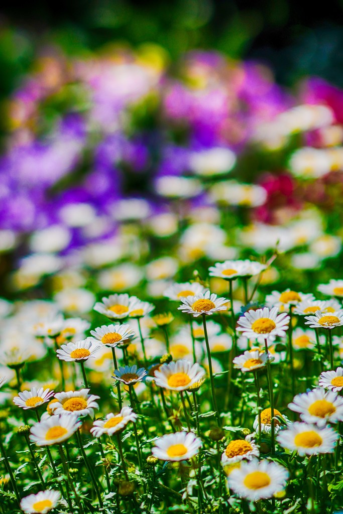 路傍の花