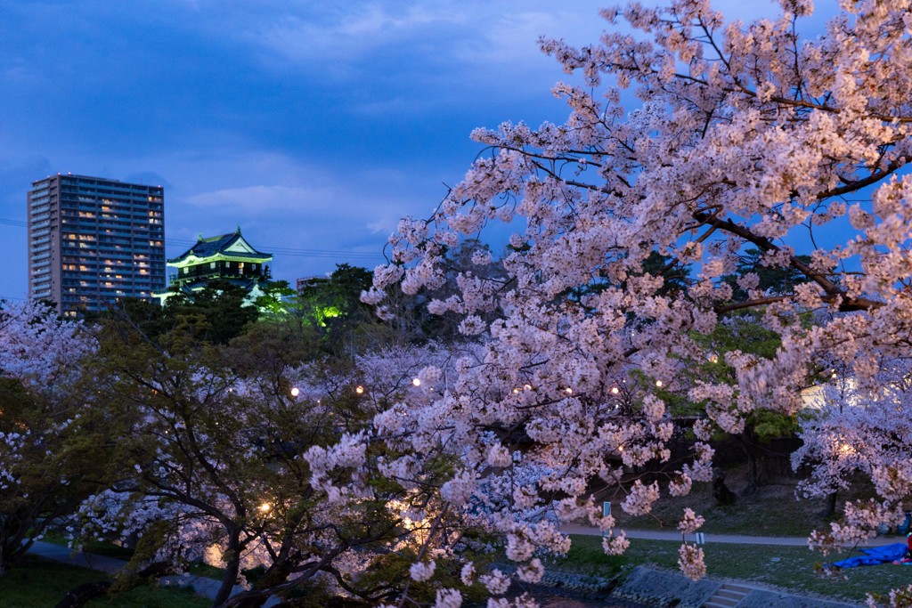岡崎公園の桜