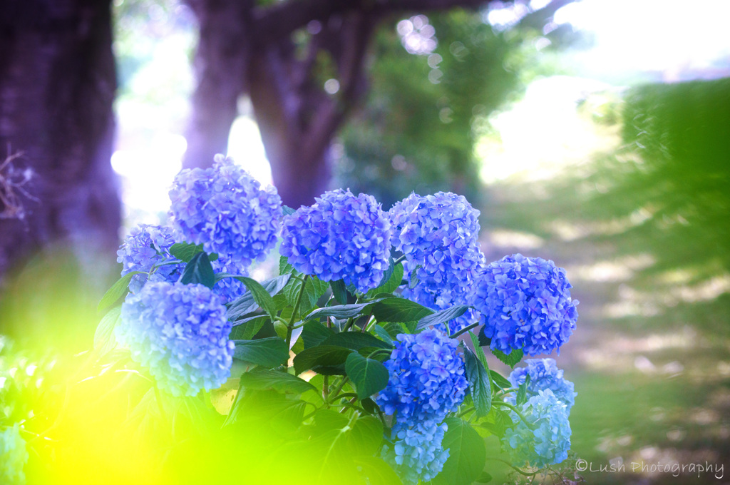 紫陽花・・・・