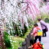 しだれ梅まつり・・・