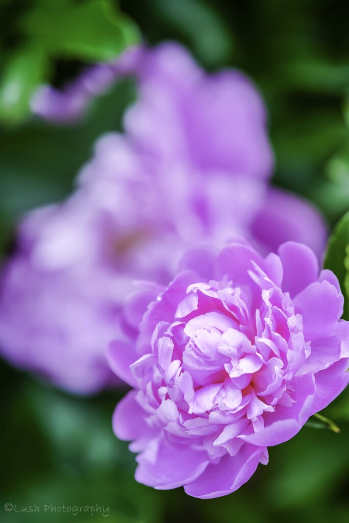 路傍の花・・・・
