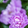 路傍の花・・・・