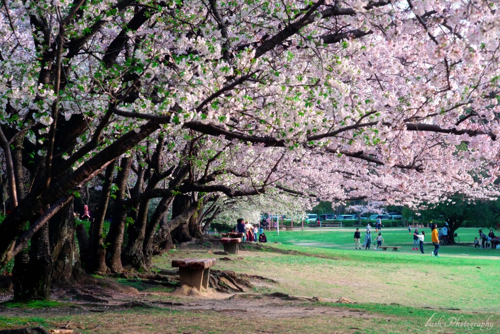 桜の樹の下で・・・