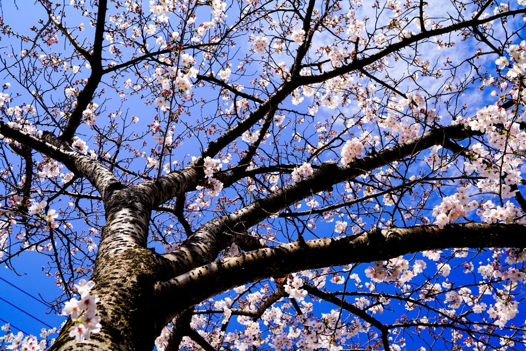 sakura