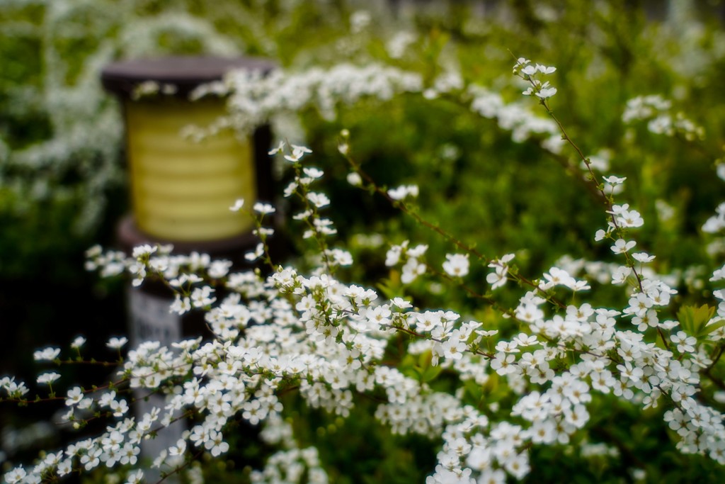 路傍の花