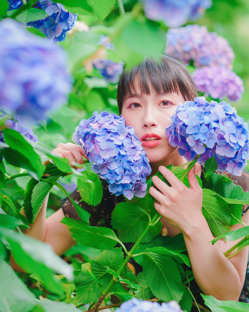 紫陽花ポートレート