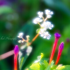 路傍の花・・・