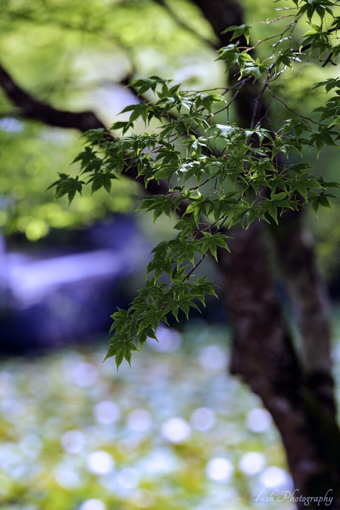 高野山の青もみじ・・・