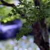 高野山の青もみじ・・・