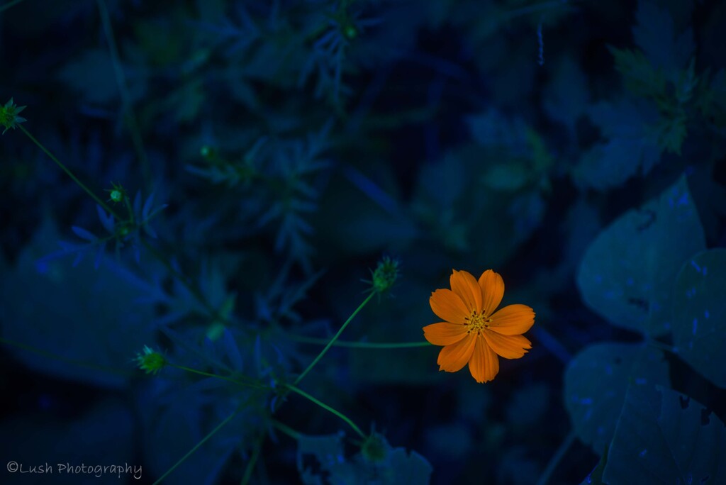 路傍の花・・・・