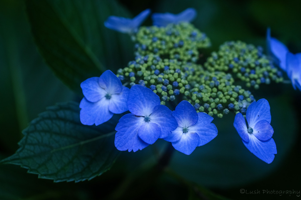 紫陽花・・・