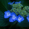 紫陽花・・・