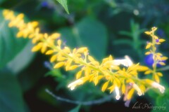 路傍の花・・・