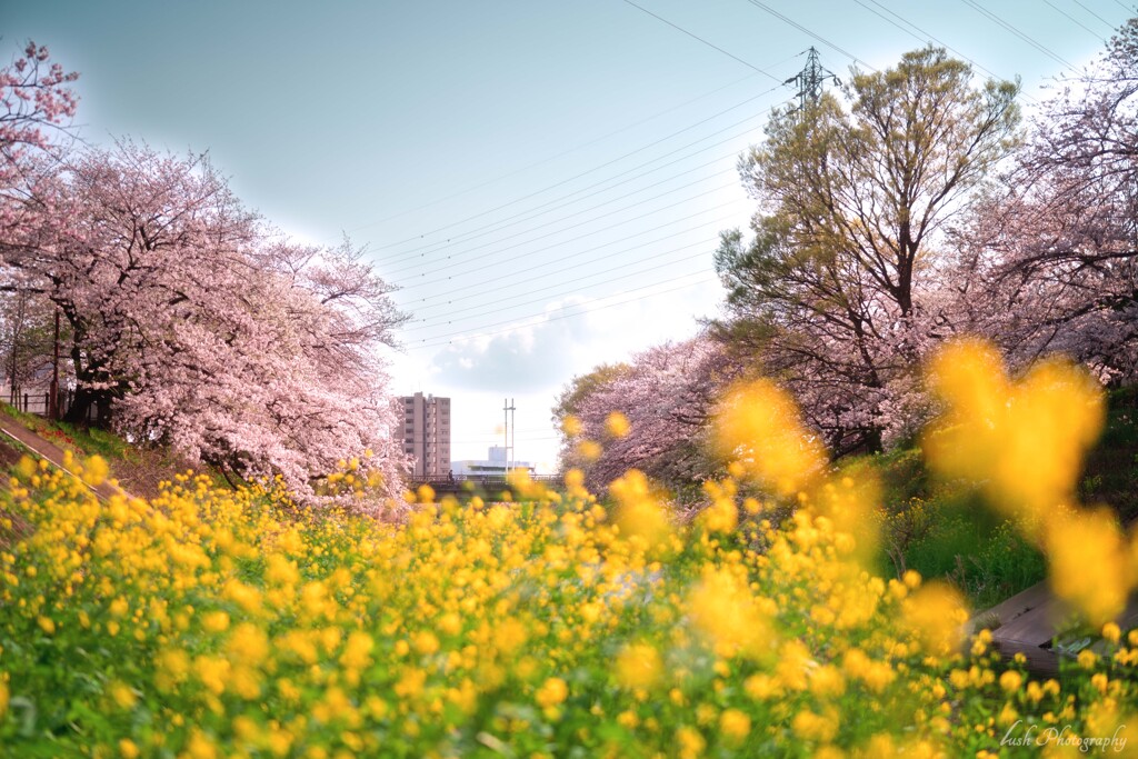 桜・・・・