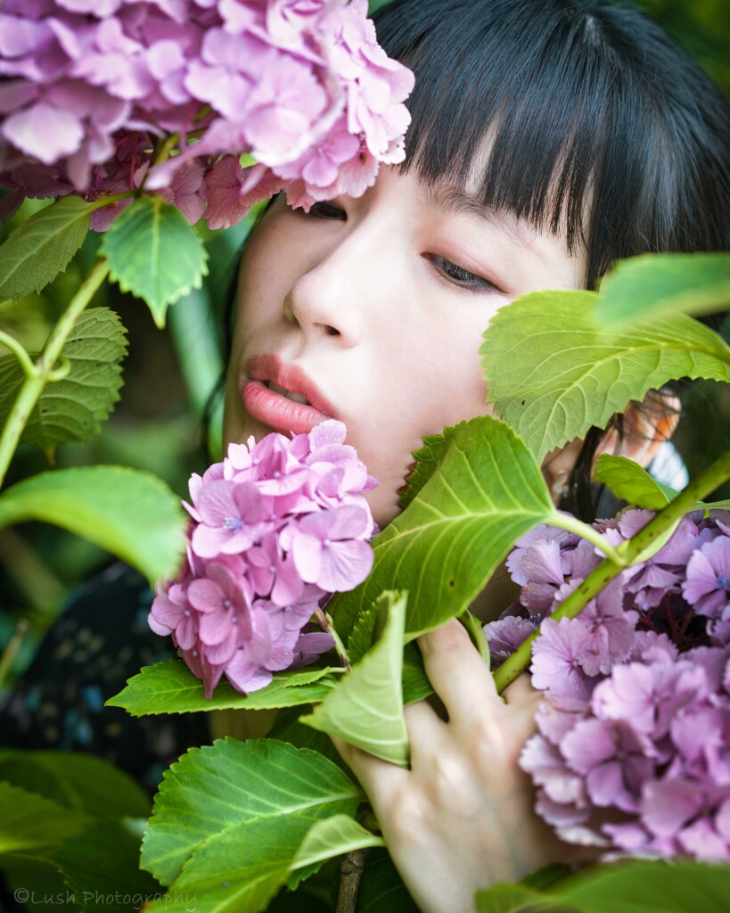 今年の紫陽花・・・