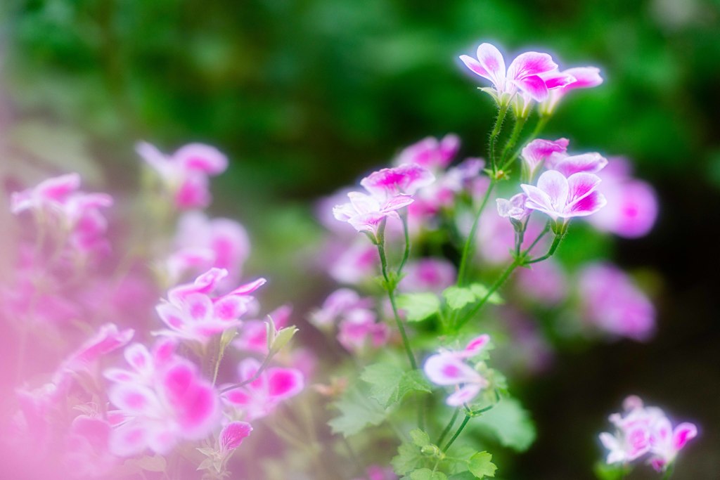 路傍の花・・・・